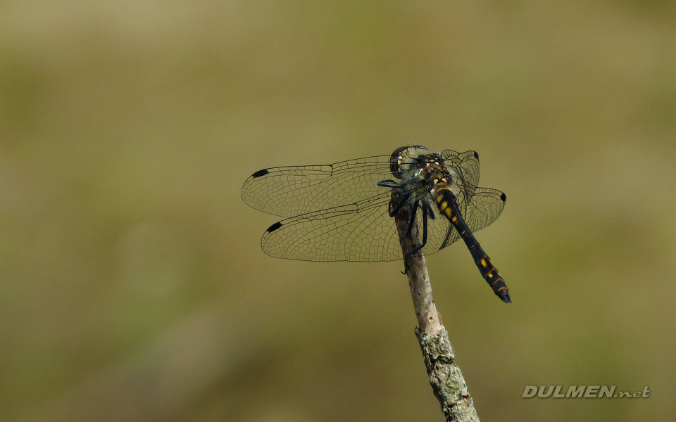 Black Darter (Male, Sympetrum danae)